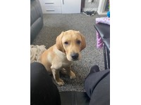 labrador puppies for sale north east